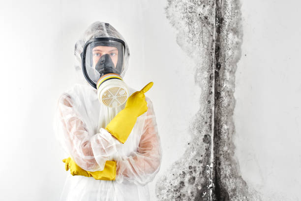 Why You Should Choose Our Mold Remediation Services in San Marcos, TX